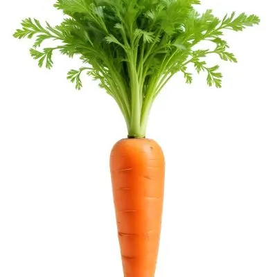 A Vibrant Orange Carrot With Lush Green Leaves Standing Upright Against A Clean White Background Showcasing Its Fresh And Healthy Appearance 16 D9be