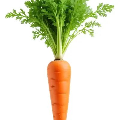 A Vibrant Orange Carrot With Lush Green Leaves Standing Upright Against A Clean White Background Showcasing Its Fresh And Healthy Appearance 22 6f47