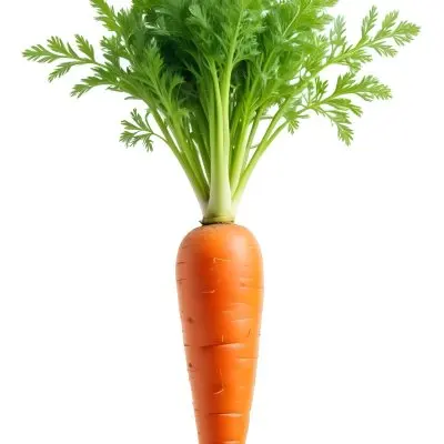 A Vibrant Orange Carrot With Lush Green Leaves Standing Upright Against A Clean White Background Showcasing Its Fresh And Healthy Appearance 27 6dd0