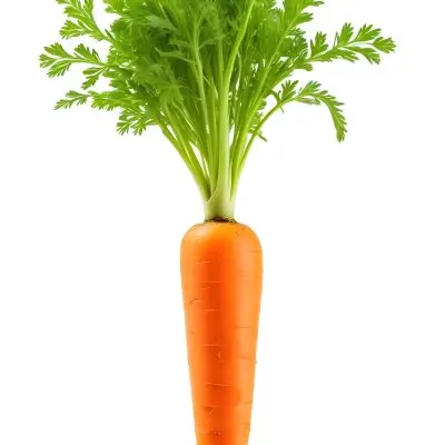 A Vibrant Orange Carrot With Lush Green Leaves Standing Upright Against A Clean White Background Showcasing Its Fresh And Healthy Appearance 7 64bd