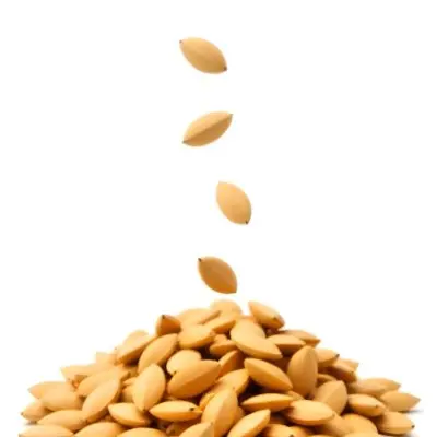 Pumpkin Seeds Falling Into A Pile Of Pumpkin Seeds Isolated On A White Background 32 8eed