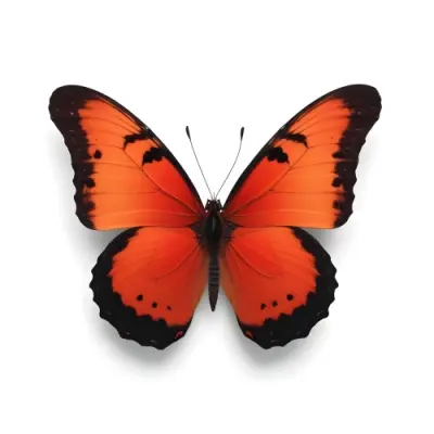 Minimal Soft Studio Light Photography A Large Vibrant Red Butterfly With Black Markings On A Plain White Background A Small Delicate Blue Butterfly With Orange Spots On A Textured Black Background High Detail Solid 9 D961