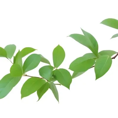 A Branch With Green Leaves Isolated On A White Background The Leaves Are Oval Shaped And Have A Smooth Texture 14 Ec18
