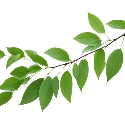 A Branch With Green Leaves Isolated On A White Background The Leaves Are Oval Shaped And Have A Smooth Texture 23 E11f