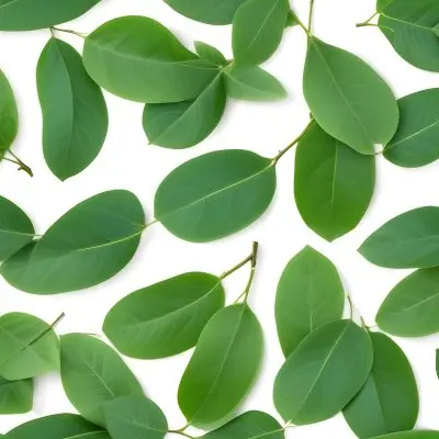 A Branch With Green Leaves Isolated On A White Background The Leaves Are Oval Shaped And Have A Smooth Texture 32 5448