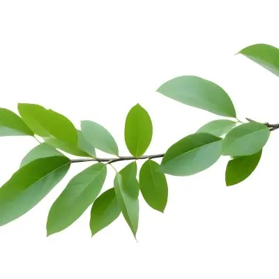 A Branch With Green Leaves Isolated On A White Background The Leaves Are Oval Shaped And Have A Smooth Texture 40 5fa7