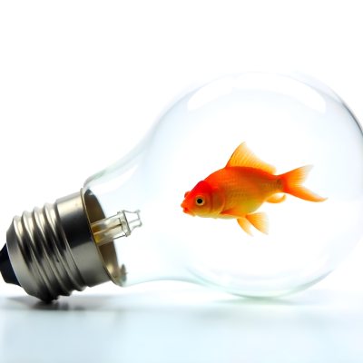 A Light Bulb Filled With Water And A Goldfish Swimming Inside The Background Is Plain White The Light Bulb Is Lying On Its Side 2 B056