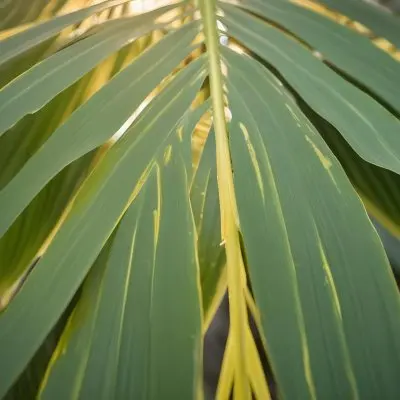 Close Up Of Green Palm Leaves With A Symmetrical Pattern Featuring Yellow Palm Leaves With Asymmetrical Patterns Set Against A Sunset 1 9cd5