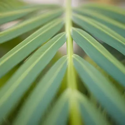 Close Up Of Green Palm Leaves With A Symmetrical Pattern Featuring Yellow Palm Leaves With Asymmetrical Patterns Set Against A Sunset 10 89fd