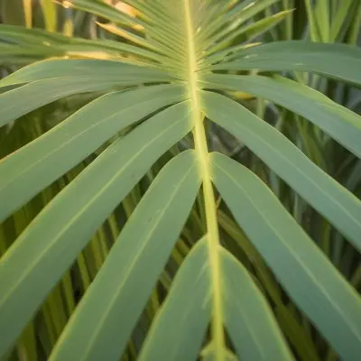 Close Up Of Green Palm Leaves With A Symmetrical Pattern Featuring Yellow Palm Leaves With Asymmetrical Patterns Set Against A Sunset 14 F217