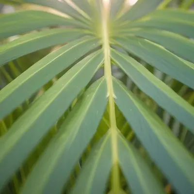 Close Up Of Green Palm Leaves With A Symmetrical Pattern Featuring Yellow Palm Leaves With Asymmetrical Patterns Set Against A Sunset 2 9b6c