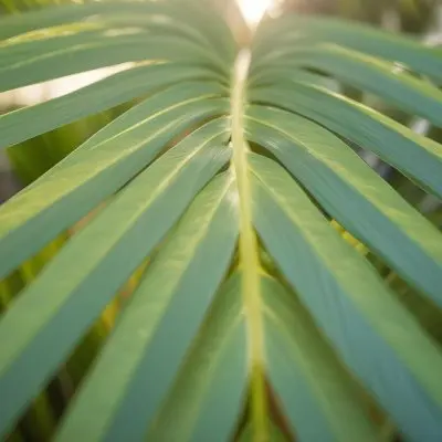 Close Up Of Green Palm Leaves With A Symmetrical Pattern Featuring Yellow Palm Leaves With Asymmetrical Patterns Set Against A Sunset 3 C616