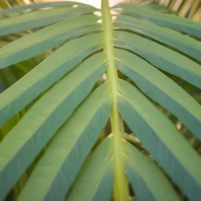 Close Up Of Green Palm Leaves With A Symmetrical Pattern Featuring Yellow Palm Leaves With Asymmetrical Patterns Set Against A Sunset 4 49c5