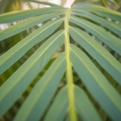 Close Up Of Green Palm Leaves With A Symmetrical Pattern Featuring Yellow Palm Leaves With Asymmetrical Patterns Set Against A Sunset 5 A082
