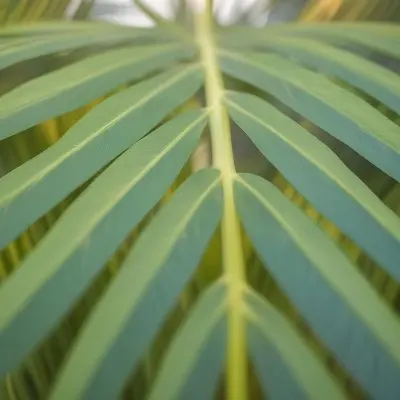 Close Up Of Green Palm Leaves With A Symmetrical Pattern Featuring Yellow Palm Leaves With Asymmetrical Patterns Set Against A Sunset 7 F7a3