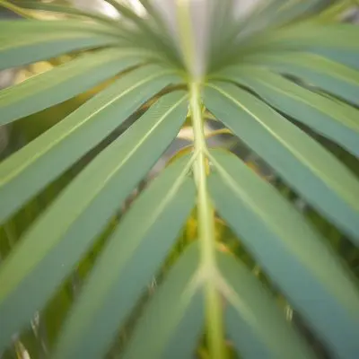 Close Up Of Green Palm Leaves With A Symmetrical Pattern Featuring Yellow Palm Leaves With Asymmetrical Patterns Set Against A Sunset 8 F6e5
