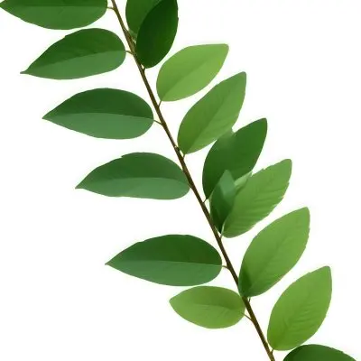 Green Leaves On A Branch With Varying Shades Of Green And Different Leaf Shapes And Sizes 14 6bf1