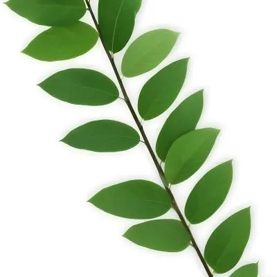 Green Leaves On A Branch With Varying Shades Of Green And Different Leaf Shapes And Sizes 17 E57c