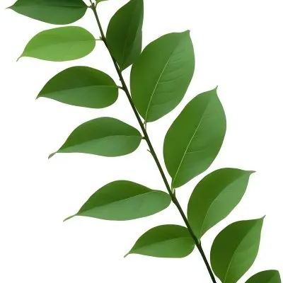 Green Leaves On A Branch With Varying Shades Of Green And Different Leaf Shapes And Sizes 18 Dc08
