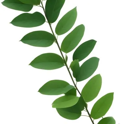 Green Leaves On A Branch With Varying Shades Of Green And Different Leaf Shapes And Sizes 23 F736