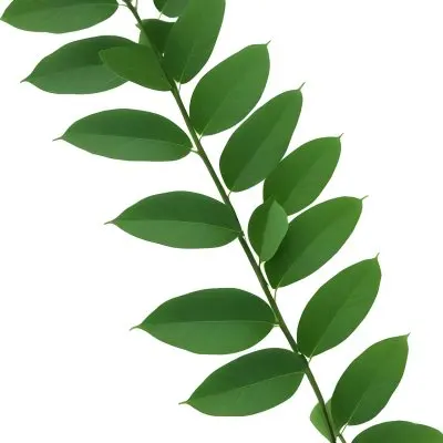 Green Leaves On A Branch With Varying Shades Of Green And Different Leaf Shapes And Sizes 24 A28b