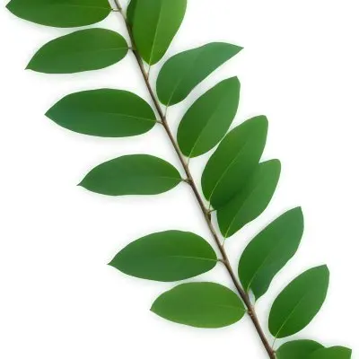 Green Leaves On A Branch With Varying Shades Of Green And Different Leaf Shapes And Sizes 26 2fba