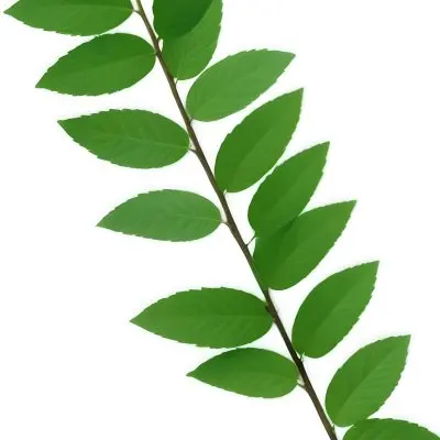 Green Leaves On A Branch With Varying Shades Of Green And Different Leaf Shapes And Sizes 3 4fa6