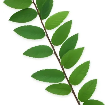 Green Leaves On A Branch With Varying Shades Of Green And Different Leaf Shapes And Sizes 5 5165