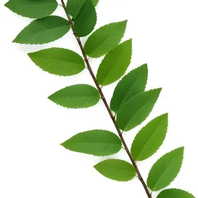 Green Leaves On A Branch With Varying Shades Of Green And Different Leaf Shapes And Sizes 8 A9ae