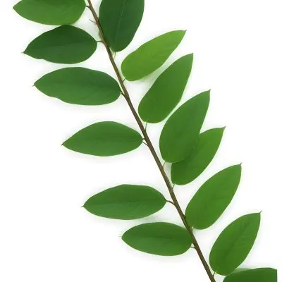 Green Leaves On A Branch With Varying Shades Of Green And Different Leaf Shapes And Sizes 9 83dd