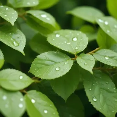 Green Leaves With Water Droplets 6 5a8d
