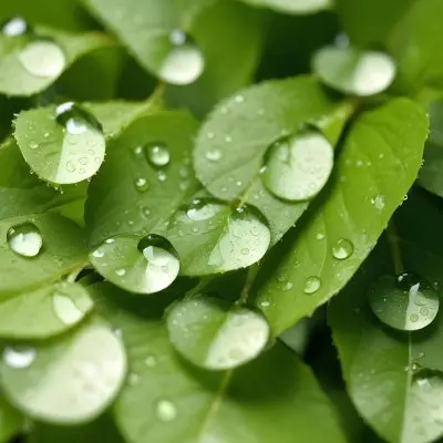 Green Leaves With Water Droplets 8 E311