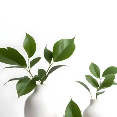 Minimal Soft Studio Light Photography Green Leaves In White