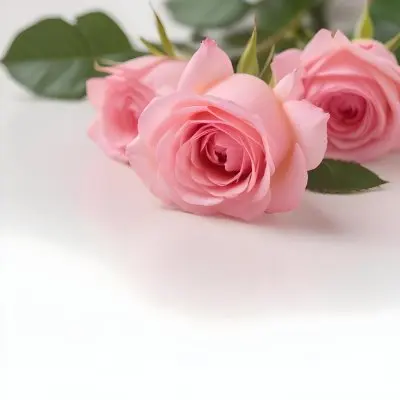 Pink Roses On A White Background 51 3a37