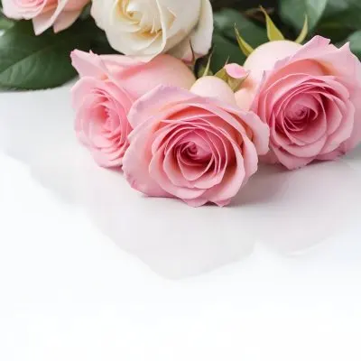 Pink Roses On A White Background 63 094d
