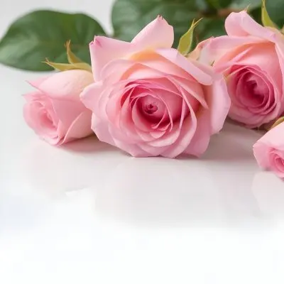 Pink Roses On A White Background 72 C83d
