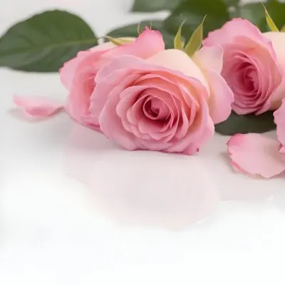 Pink Roses On A White Background 73 9ae1