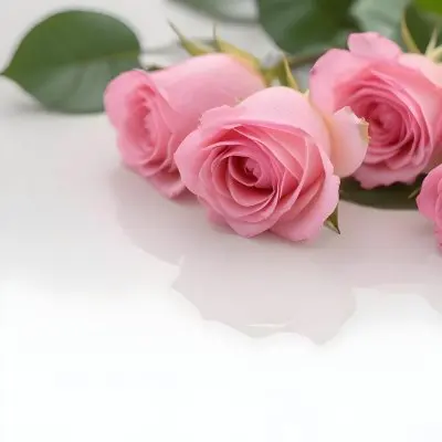 Pink Roses On A White Background 76 E2f6