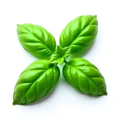 Three Basil Leaves Vibrant Green Color Smooth Texture Arranged