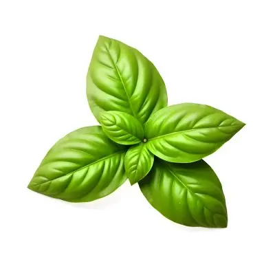 Three Basil Leaves Vibrant Green Color Smooth Texture Arranged In A Triangular Formation Isolated On A White Background Natural Light Culinary Herb 12 7386