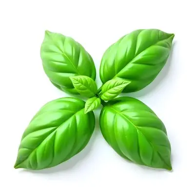 Three Basil Leaves Vibrant Green Color Smooth Texture Arranged In A Triangular Formation Isolated On A White Background Natural Light Culinary Herb 13 3666