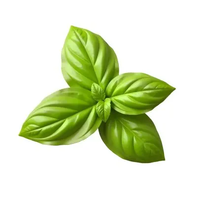 Three Basil Leaves Vibrant Green Color Smooth Texture Arranged In A Triangular Formation Isolated On A White Background Natural Light Culinary Herb 2 B861