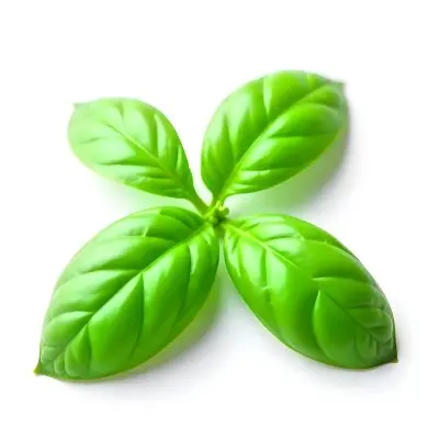 Three Basil Leaves Vibrant Green Color Smooth Texture Arranged In A Triangular Formation Isolated On A White Background Natural Light Culinary Herb 3 Efa9