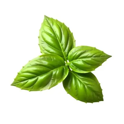 Three Basil Leaves Vibrant Green Color Smooth Texture Arranged In A Triangular Formation Isolated On A White Background Natural Light Culinary Herb 8 Da13