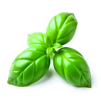 Three Basil Leaves Vibrant Green Color Smooth Texture Arranged In A Triangular Formation Isolated On A White Background Natural Light Culinary Herb 9 9d71