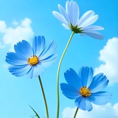 Three Cosmos Flowers Two Blue And One Blue With White Centers Against A Vibrant Blue Sky With Soft Scattered Clouds Creating A Cheerful And Vibrant Floral Scene 19 9661