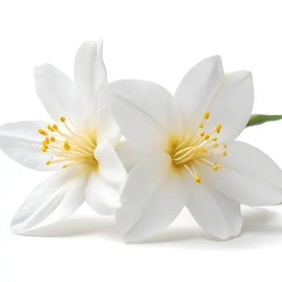 Two Jasmine Flowers With Yellow Petals And White Stamens Close Up Shot Soft Lighting Against A Plain White Background Focus On The Delicate Details Of The Flower 30 7955