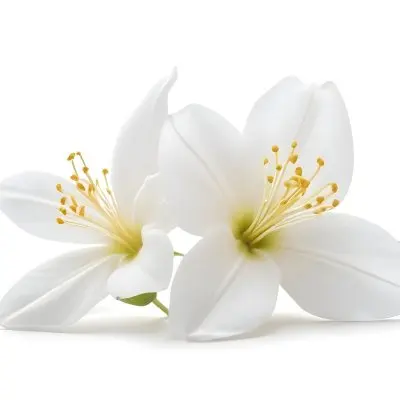 Two Jasmine Flowers With Yellow Petals And White Stamens Close Up Shot Soft Lighting Against A Plain White Background Focus On The Delicate Details Of The Flower 32 Dd69