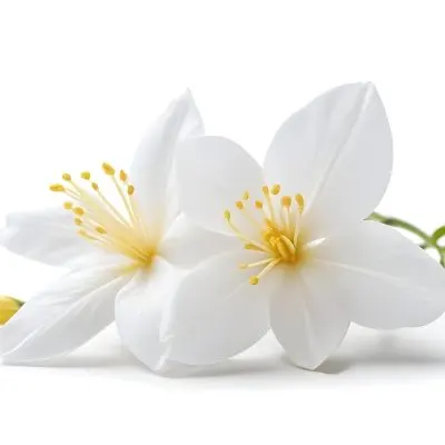 Two Jasmine Flowers With Yellow Petals And White Stamens Close Up Shot Soft Lighting Against A Plain White Background Focus On The Delicate Details Of The Flower 34 27d8