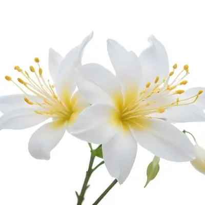 Two Jasmine Flowers With Yellow Petals And White Stamens Close Up Shot Soft Lighting Against A Plain White Background Focus On The Delicate Details Of The Flower 5 Dd98